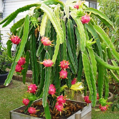 Imported Dragon Fruit Seeds – Grow Bigger, Juicier Dragon Fruits at Home