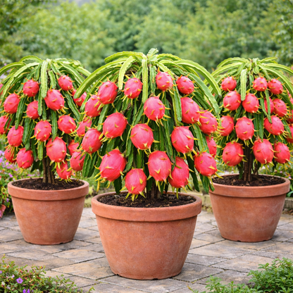 Imported Dragon Fruit Seeds – Grow Bigger, Juicier Dragon Fruits at Home